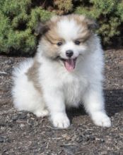 🟥🍁🟥 CANADIAN PEDIGREE 🐕🐕 POMERANIAN 🐶 PUPPIES 🟥🍁🟥