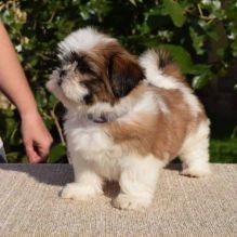 Lovely Shih Tzu puppies call or text me .(604) 265-8412