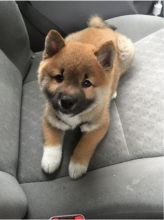 Registered Shiba Inu Puppy For Sale .(604) 265-8412