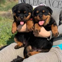 Two Lovely Rottweiler Puppies call or text me .(604) 265-8412