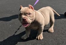 Beautiful ABKC Pocket Bullies for Sale Gotti/Edge/Watchdog Breed**..call or text me .(604) 265-8412