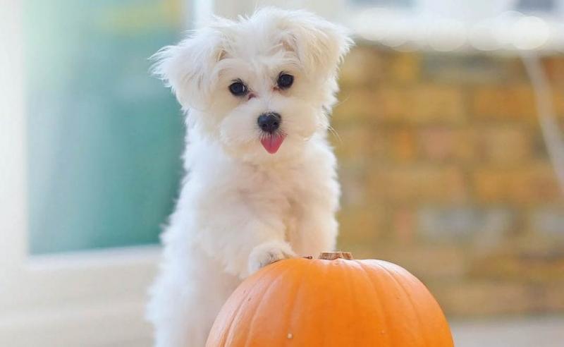 Adorable Maltese Puppy call or text me .(604) 265-8412 Image eClassifieds4u