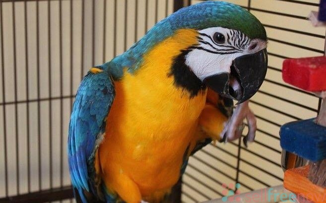 Hyacinth Macaw Parrots call or text me .(604) 265-8412 Image eClassifieds4u