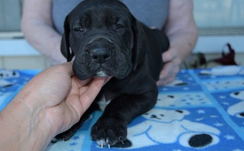 Quality of Male and Female Great Dane puppies. .(604) 265-8412 Image eClassifieds4u