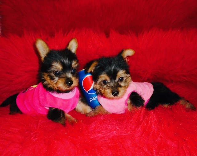 Yorkies Puppies for Re-homing call or text me .(604) 265-8412 Image eClassifieds4u