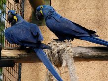 4 beautiful Hyacinth Parrots