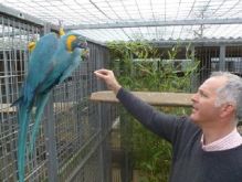 baby Blue and Gold Macaw for Sale