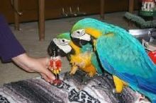 Beautiful Blue and Gold Macaws, contact at (910) 663-1710