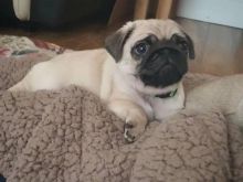 Pug puppies available in good health condition for new homes