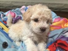 Bichon Frise/poodle Image eClassifieds4u 2