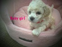 Bichon Frise/poodle Image eClassifieds4u 3