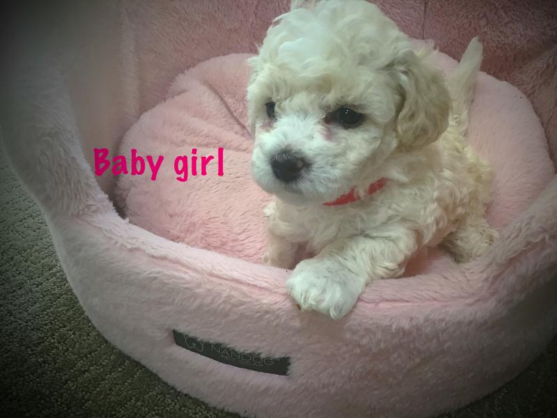 Bichon Frise/poodle Image eClassifieds4u