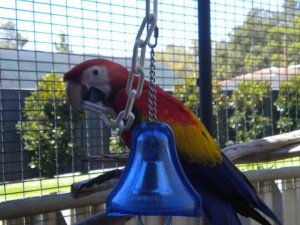 Scarlet Macaw Parrots For Sale Image eClassifieds4u