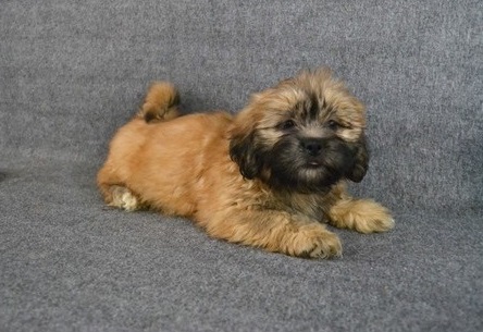 lhasa apso puppies for sale Image eClassifieds4u