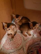 Abyssinian Kittens For Sale. Contact us via...{idrisnatty @ gmail com}