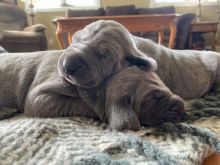 Adorable Purebred Weimaraner Puppies