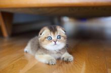 Beautiful munchkin kittens For Sale.Contact us via...{idrisnatty @ gmail com}