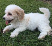 Cavachon puppies for Lovely Homes.(587) 319-2958