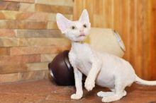 Charming Devon Rex Kittens For Sale. Contact us via...{idrisnatty @ gmail com}