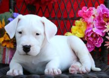Dogo Argentino Puppies For Sale.call or text me .(604) 265-8412