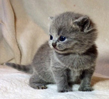 Friendly Scottish Fold Kittens For Sale. Contact us via...{idrisnatty @ gmail com}