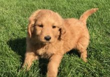 Golden Doodle puppies for sale