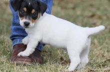Jack Russell Terrier puppies for Lovely Homes.(587) 319-2958
