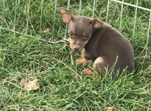 Miniature Pinscher puppies for Lovely Homes.(587) 319-2958