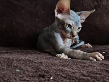 Oustanding Sphynx Kittens For Lovely Homes. Contact us via...{idrisnatty @ gmail com}