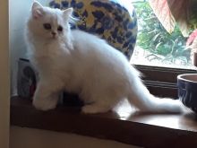 Ready To Go Persian Kittens For Sale. Contact us via...{idrisnatty @ gmail com}