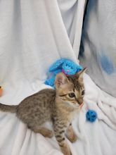 Savannah Kittens For Sale. Contact us via...{idrisnatty @ gmail com}