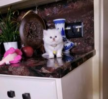 Smart British Shorthair Kittens For Sale. Contact us via...{idrisnatty @ gmail com}