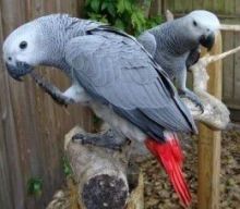 Timing African Grey Parrots For Sale. Contact us via..Contact us via...{idrisnatty @ gmail com}