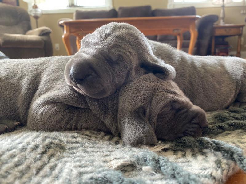 Adorable Purebred Weimaraner Puppies Image eClassifieds4u