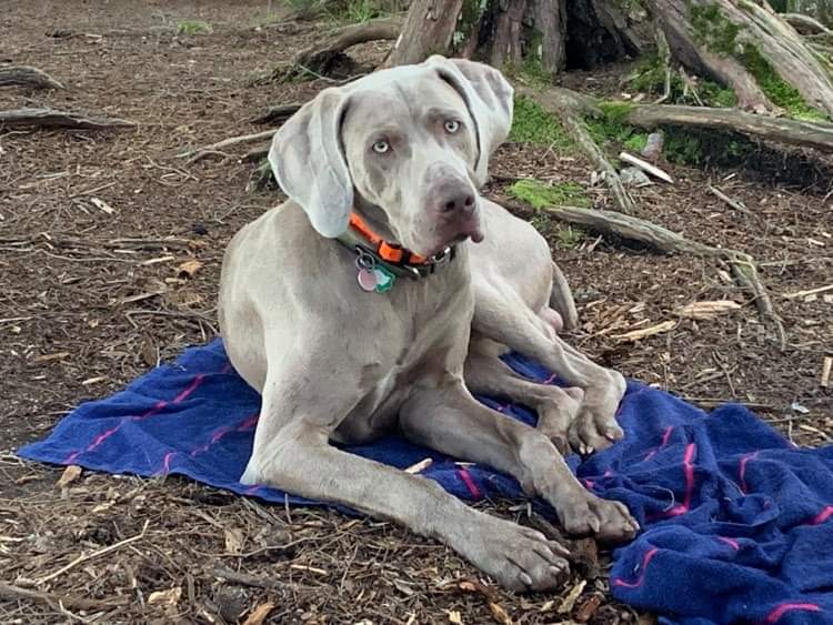 Adorable Purebred Weimaraner Puppies Image eClassifieds4u