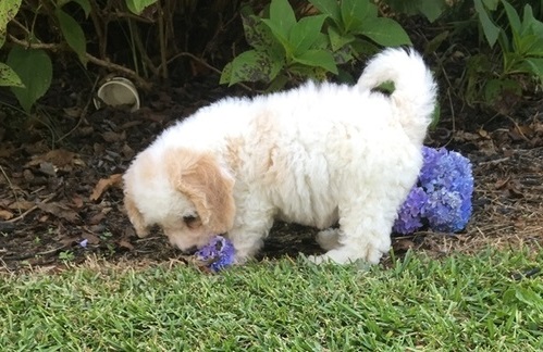 Cavachon puppies for sale.(587) 319-2958 Image eClassifieds4u