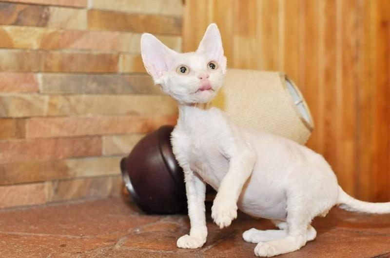 Charming Devon Rex Kittens For Sale. Contact us via...{idrisnatty @ gmail com} Image eClassifieds4u