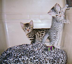 Egyptian Mau Kittens For Sale. Contact us via...{idrisnatty @ gmail com} Image eClassifieds4u