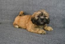lhasa apso puppies for sale Image eClassifieds4U
