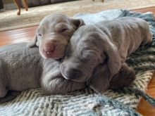 Adorable Purebred Weimaraner Puppies Image eClassifieds4u 2