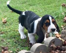 Basset hound puppies for Lovely Homes.(587) 319-2958 Image eClassifieds4U