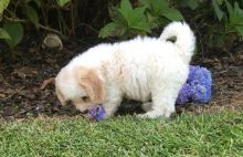 Cavachon puppies for sale.(587) 319-2958 Image eClassifieds4U