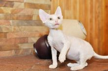 Charming Devon Rex Kittens For Sale. Contact us via...{idrisnatty @ gmail com} Image eClassifieds4U