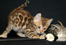 Mr And Mrs Bengal Kittens For Sale. Contact us via...{idrisnatty @ gmail com} Image eClassifieds4U