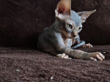 Oustanding Sphynx Kittens For Lovely Homes. Contact us via...{idrisnatty @ gmail com} Image eClassifieds4U
