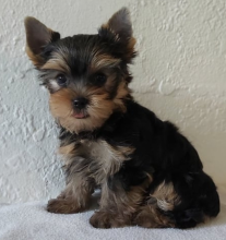 Special Yorkie puppies for rehoming @ delightfulpets101@outlook.com Image eClassifieds4U