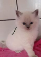 Sweet Ragdoll Kittens For Sale. Contact us via...{idrisnatty @ gmail com} Image eClassifieds4U
