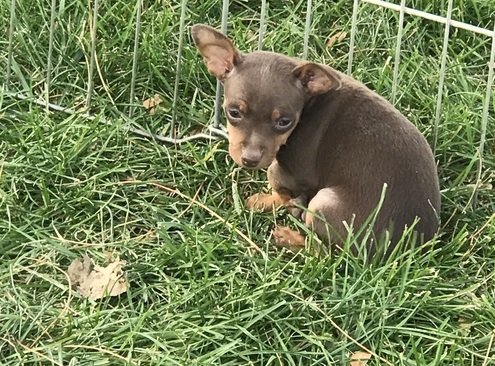 Miniature Pinscher puppies for Lovely Homes.(587) 319-2958 Image eClassifieds4u