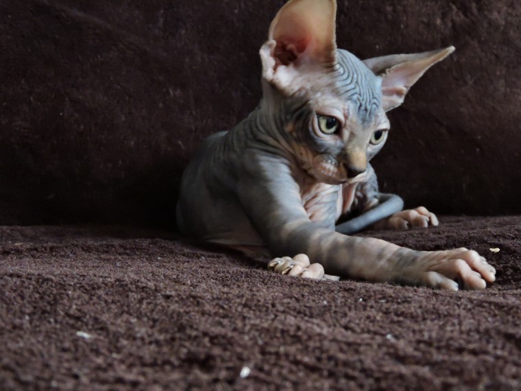 Oustanding Sphynx Kittens For Lovely Homes. Contact us via...{idrisnatty @ gmail com} Image eClassifieds4u
