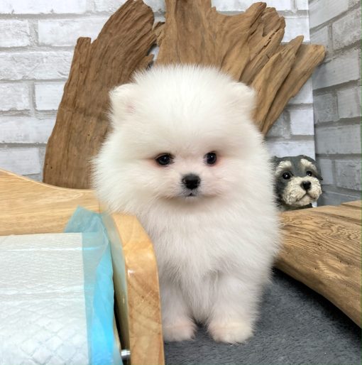 purebred male cream Teacup Pomeranian Image eClassifieds4u